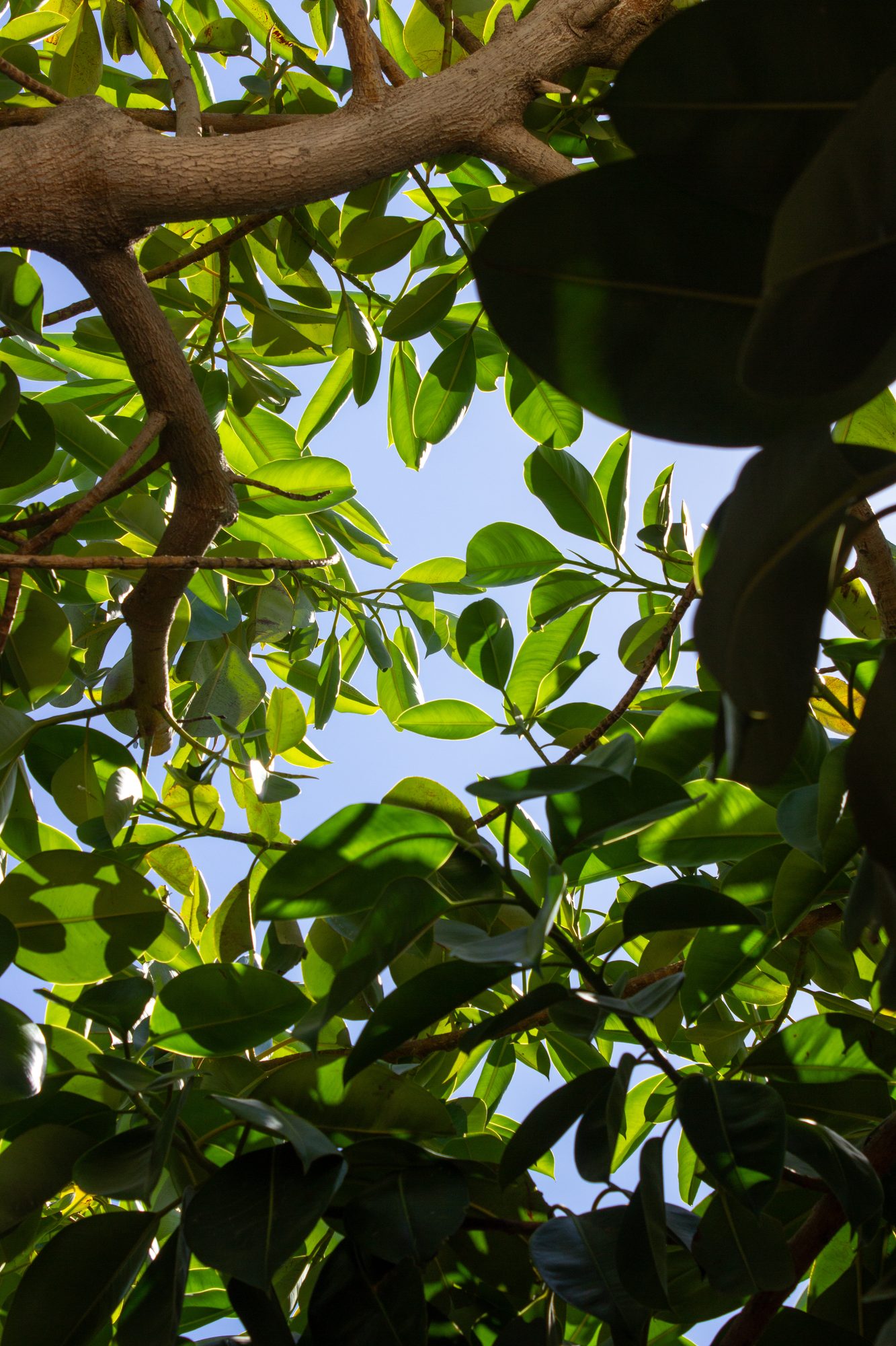 The lemon tree in the garden behind the taverna